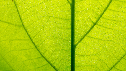 Fresh green leaf texture macro close-up