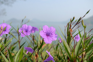 Ruellia simplex Purple Flower
