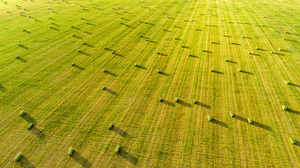 Alfalfa Field with Small Square Bales at Dusk