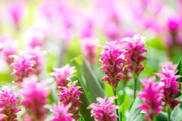 Obraz premium Photo close up Krachai flower in park .Natural flower field.Pink flower in blur background