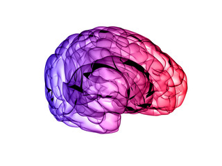 X RAY HUMAN BRAIN 3D RENDER