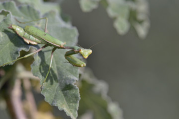 Iris oratoria, also known by the common name Mediterranean Mantis or less frequently Iris mantis, Crete