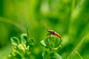 Corizus hyoscyami (also known as the cinnamon bug or black and red squash bug) is a scentless plant bugs perched on a plant leaf