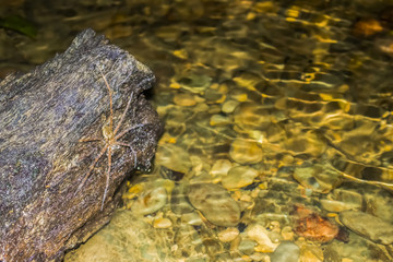 Costa Rica Fishing Spider Awaits Prey near Creek