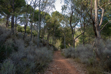The desert of the palms under the blue sky
