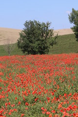 Panorama con campo di papaveri