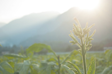 Flower closeup from tobacco and the background mountains with natural sunlight.