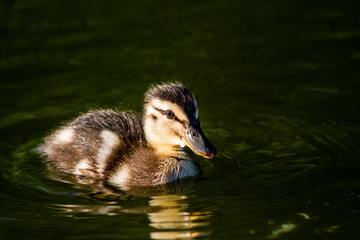 Baby Duck