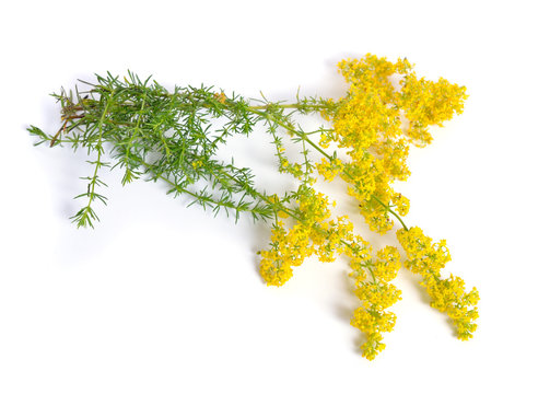 Galium verum, lady's bedstraw or yellow bedstraw. Isolated on white.