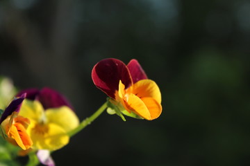 Close up of a purple and orange viola