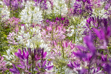 Spinnenblume (Cleome Spinosa) im Beet