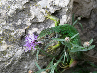 Green lizard (Lacerta viridis) on a rocks near the flower. Lizard in summer mountains in Europe, wildlife