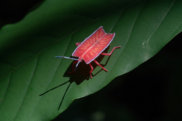 Tessaratoma papillosa Longan stink bug on green leaf