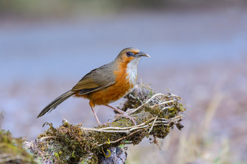 Rusty-cheeked Scimitar Babbler or Pomatorhinus erythrogenys, beautiful bird standing on timber with blur background at Doi San Juh, Thailand.