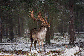 Motionless Gorgeous Fallow Deer Buck In Winter Forest. Adult  Deer With Huge Horns Looks To The...