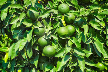 Green mandarins on the tree with spider mite.