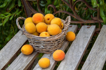 fresh ripe apricots, lie on paper and folded in a basket