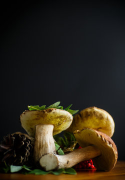 white forest mushroom