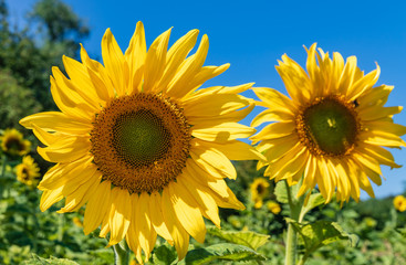 Zwei gelbe Sonnenblumenblüten vor blauem Himmel