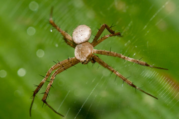 Macro Jumping Spider