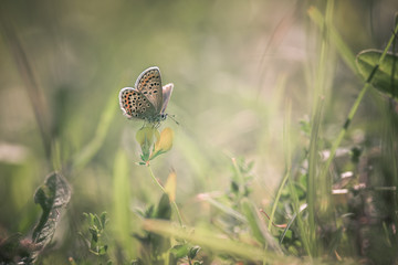 Papillon Azuré - Argus bleu
