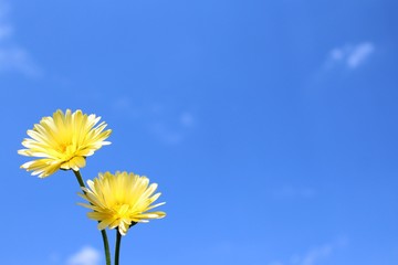 Gelbe Blume vor blauem Himmel