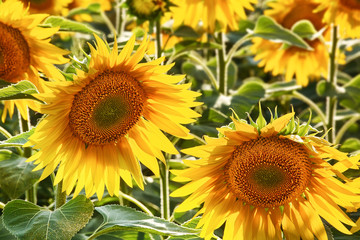 Field of sunflowers, summertime agricultural background, selective focus