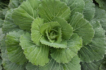 close up of cabbage with dew drop in the morning