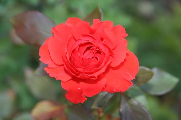 Red Rose