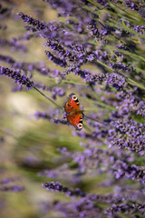 Peacock butterfly sitting on violet lavender with blurred background in the garden or field