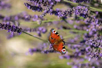 Peacock butterfly sitting on violet lavender with blurred background in the garden or field