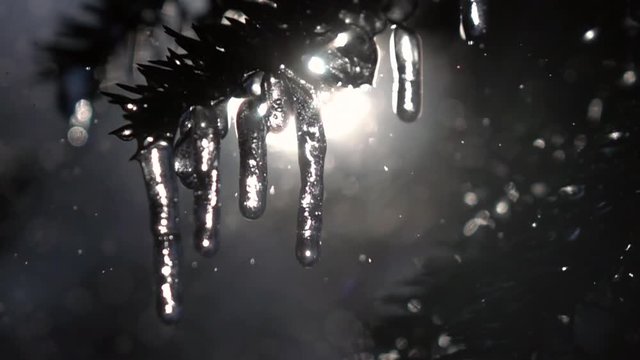 Rain drops falling like snowflakes on fir needles and glittering icicles against sun and blur forest background in slow motion. Wonderful closeup view of peaceful nature with sparkling water-drops.
