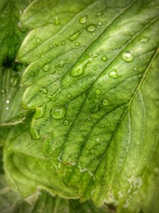 Fototapeta premium Green, plant, macro