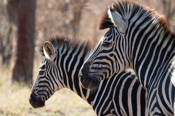 Fototapeta na wymiar Zebras in Kruger Park, South Africa
