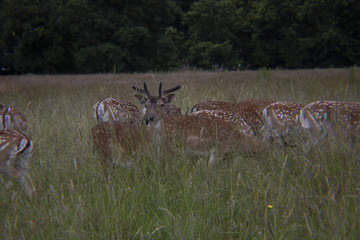 Deer in the Grass