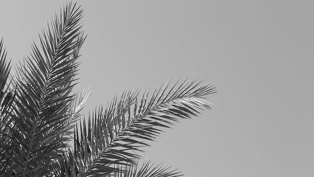 Black and white leaves of palm tree isolated at sky on summer sunny morning. Real time full hd video footage.