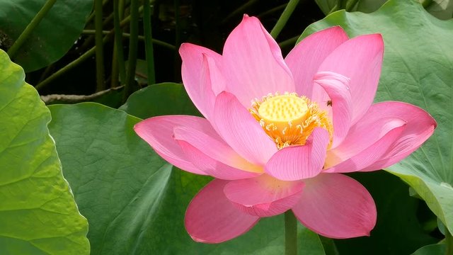 Lotus blooming in the marsh in morning