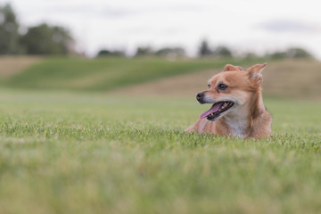 Pup relaxing in field