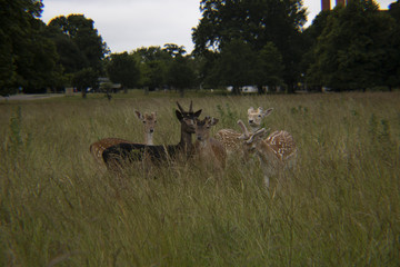 Deer in the Grass