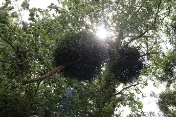 Mistelzweig im Sonnenlicht