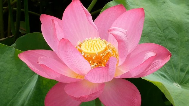 Lotus in the marsh in morning. Zoom out footage of pink lotus.