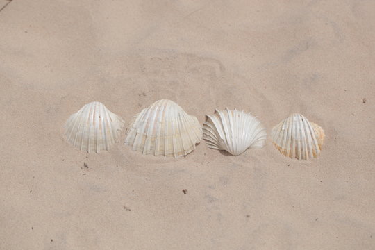 many white bright cockle shells background on a bright sand in Africa