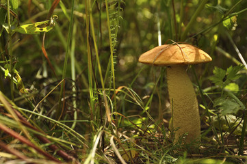 Beautiful forest mushroom in the grass close-up 
