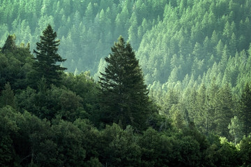 Pine Forest in Wilderness Mountains © Lane Erickson