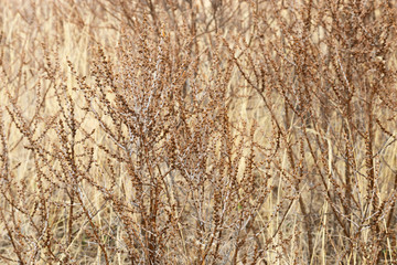 Natural environment background. Many tree branches. Blackberry bushes in late autumn.