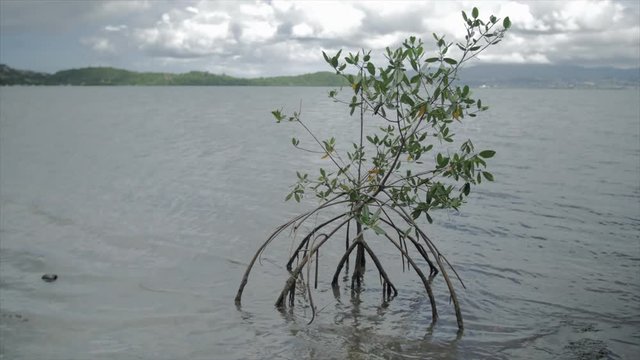Mangrove