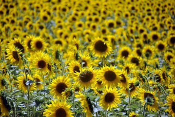 yellow sunflowers field in summer