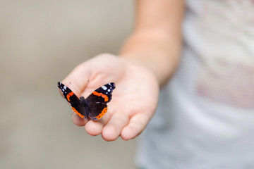 A multicolored butterfly sits on the boy's arm.