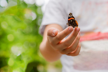 Multicolored butterfly sits on boy's finger