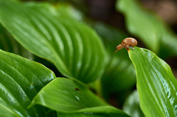a small snail crawling on a green leaf